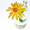 Yellow daisy. Flask with two necks.