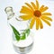 Yellow daisy. Flask with two necks. The glass bulb. Chemical flask. Chemical vessels. Glassware