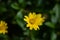 Yellow daisy floral top view nature pattern selective focus