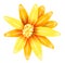 Yellow daisy flower