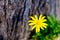 Yellow Daisy flower against rustic tree trunk
