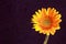 Yellow daisy flower with backlight