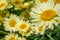 A yellow, daisy flower blooms against a deep green background in a summer flower garden