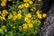 Yellow daisy flower in the garden