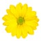 Yellow Daisy Flower with Green Center Isolated