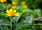 Yellow daisy flower on green leaf background