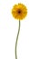 Yellow daisy flower isolated