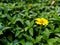 Yellow daisy flower outstanding among green leaves of a bush