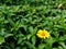 Yellow daisy flower outstanding among green leaves of a bush