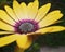 Yellow daisy flower with raindrops