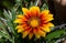 Yellow daisy flower with reddish notes on its petals