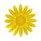 Yellow Daisy Flower on A White Background