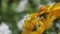 Yellow daisy flowers closeup bouquet for the holiday