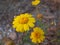 Yellow daisy flowers. Flowers of calendula arvensis