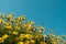 Yellow daisy flowers meadow field with clear blue sky, bright day light. beautiful natural blooming daisies in spring summer.