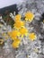 Yellow Daisy flowers plant, nice garden