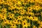 Yellow daisy flowers Rudbeckia Goldsturm