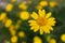 Yellow daisy in focus on green background with other yellow daisies