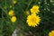 Yellow daisy in focus on the meadow