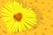 Yellow daisy-heart