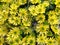 Yellow Daisy little bloom in morning with green leaf top view background, Chrysanthemum coronarium L