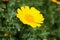 Yellow daisy over green background on the field