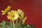 Yellow daisy over red background