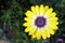 Yellow Daisy with Purple Center