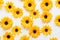 Yellow daisy seamless white background Top down view