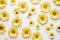 Yellow daisy seamless white background Top down view