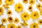 Yellow daisy seamless white background Top down view