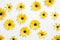 Yellow daisy seamless white background Top down view