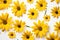 Yellow daisy seamless white background Top down view