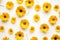 Yellow daisy seamless white background Top down view
