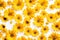 Yellow daisy seamless white background Top down view