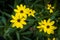 Yellow Daisy type Flower Surrounded by Green Leaves