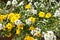 Yellow Daisy and white Cuckoo flowers