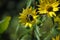 Yellow daisys and bees