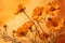 Yellow daisys pressed dried flowers in style of watercolor and orange background