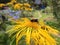 A yellow damask flower with a bumblebee sitting on it on the background of a path through the garden.