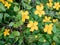 Yellow Damiana flowers turnera diffusa and green leaves