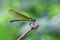 Yellow Damselfy/Dragon Fly/Zygoptera sitting in the edge of bamboo stem with beautiful bokeh