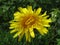 Yellow Dandelion