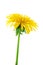 Yellow dandelion