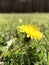 Yellow dandelion