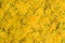 Yellow dandelion background.