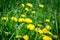 Yellow dandelion on a background of green grass. Spring and summer background. Element of design