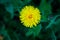 Yellow dandelion on a background of green grass. Spring and summer background. Element of design