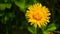 The yellow dandelion bloomed beautifully.