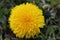 Yellow dandelion bloomed  in spring
